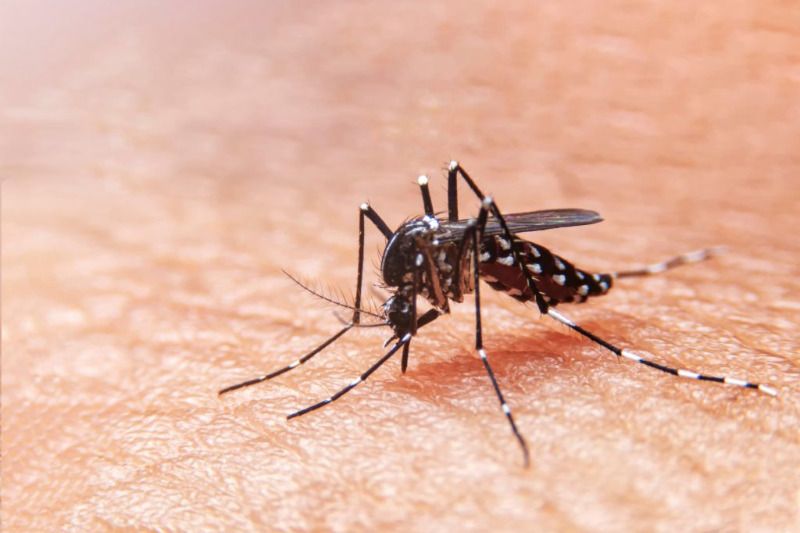 Cómo van los casos de dengue en el Valle del Cauca