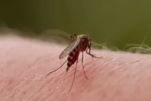 En el Valle se declara emergencia sanitaria por dengue