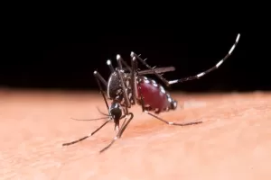 En lo que va de año se han diagnosticado 800 casos de dengue